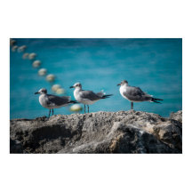 Gaivotas em Rocha de Cozumel México