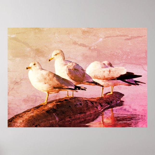 Poster Gaivotas em um registro (Frente)