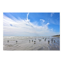 Gaivotas em uma Praia da Ilha de Galveston, Texas