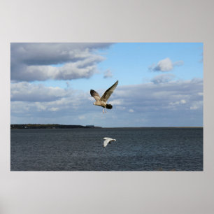 Poster Gaivotas em vôo