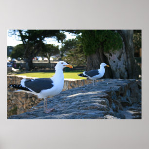 Pôster Gaivotas, Monterey