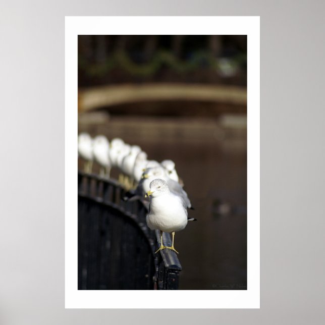 Pôster Gaivotas na linha (Frente)