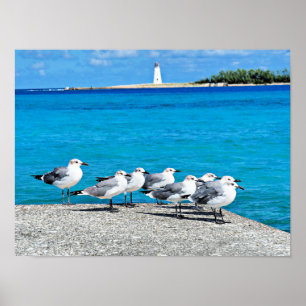 Poster Gaivotas, praia arenosa, Nassau, Bahamas