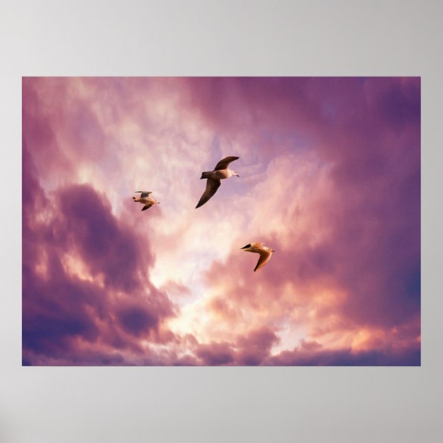 Poster Gaivotas voando em um céu de pôr do sol (Frente)