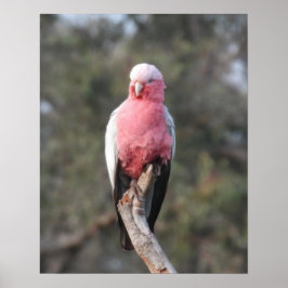 Poster Galah
