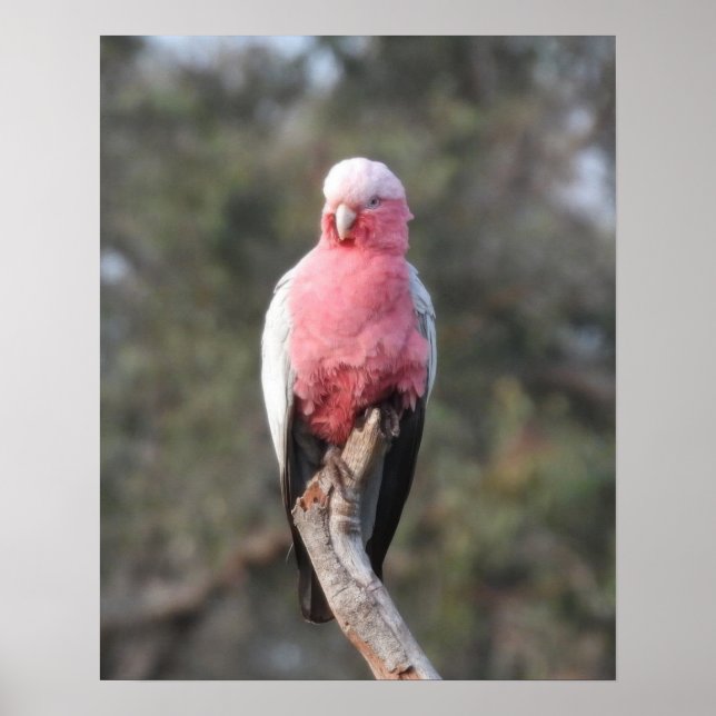 Poster Galah (Frente)