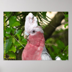 Pôster Galah (Breasted cor-de-rosa/Cockatoo róseo)