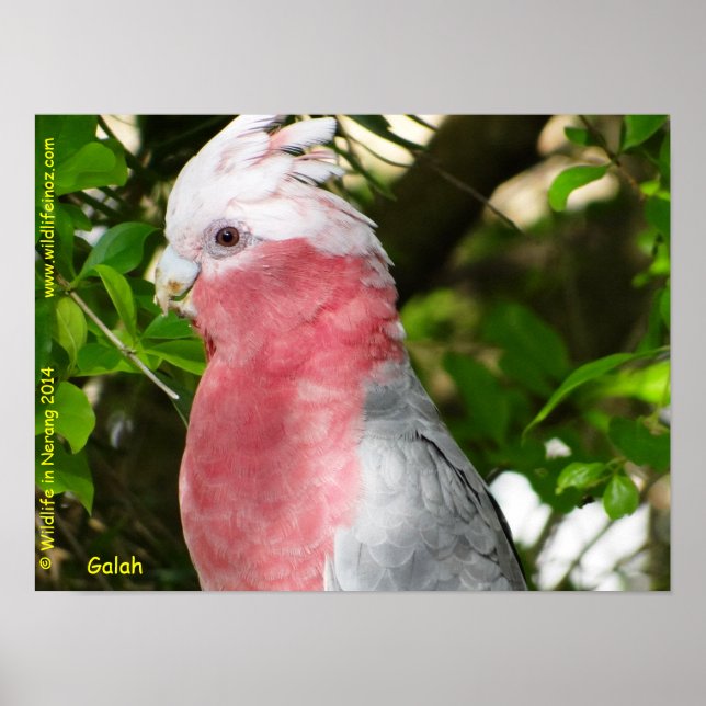 Poster Galah (Cockatoo de pausa/roseado por Rosa) (Frente)