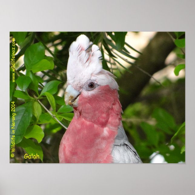 Pôster Galah (Cockatoo de pausa/roseado por Rosa) (Frente)