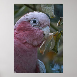 Poster Galah ou Cacatua de Peito Rosado