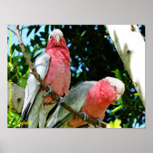 Pôster Galahs (Breasted cor-de-rosa/Cockatoos róseos)