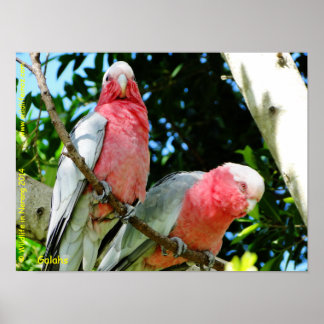 Pôster Galahs (Cockatoos assados por Rosa/roseados)