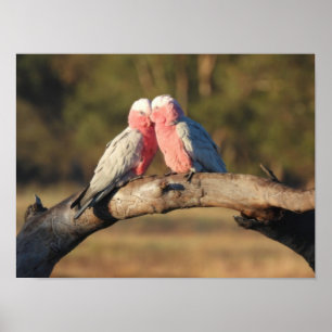 Poster Galahs Rosa