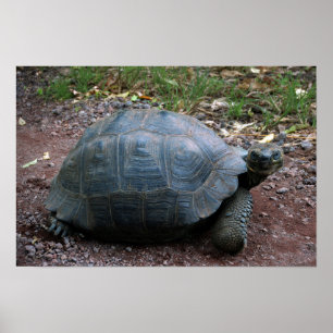 Pôster Galapagos Giant Tortoise