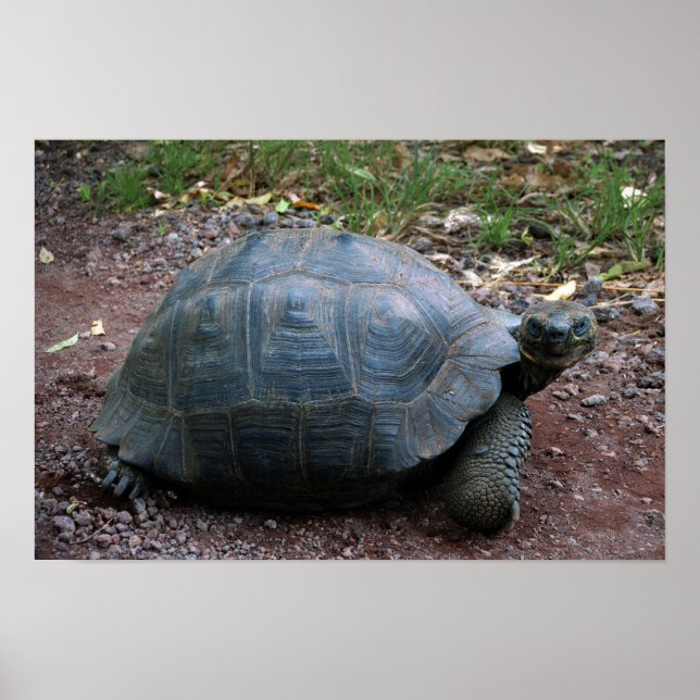 Pôster Galapagos Giant Tortoise (Frente)