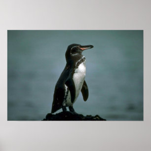 Poster Galapagos' Penguin On Lava Rock