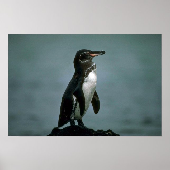 Poster Galapagos' Penguin On Lava Rock (Frente)