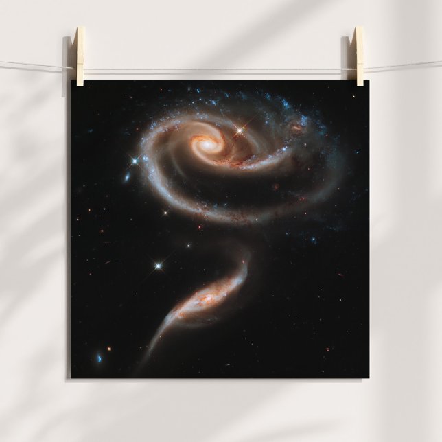 Pôster Galáxias Espirais em Forma de Rosa (Rose Spiral Galaxies Poster)