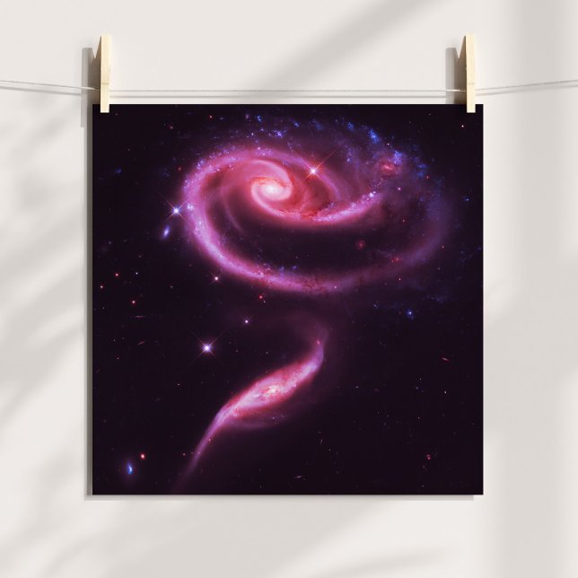 Pôster Galáxias Rosa (Pink Rose Galaxies Poster)
