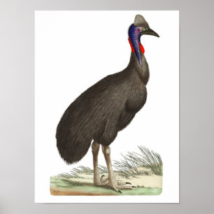 Poster Galeated Cassowary por George Shaw