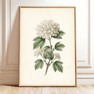 Poster Galeria de Arte Botânico Vintage para Decoração de