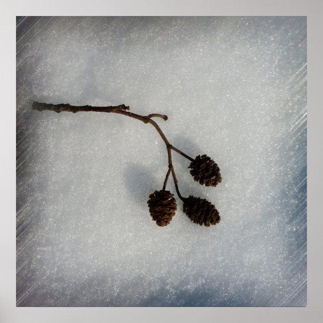 Pôster galho caído (Frente)