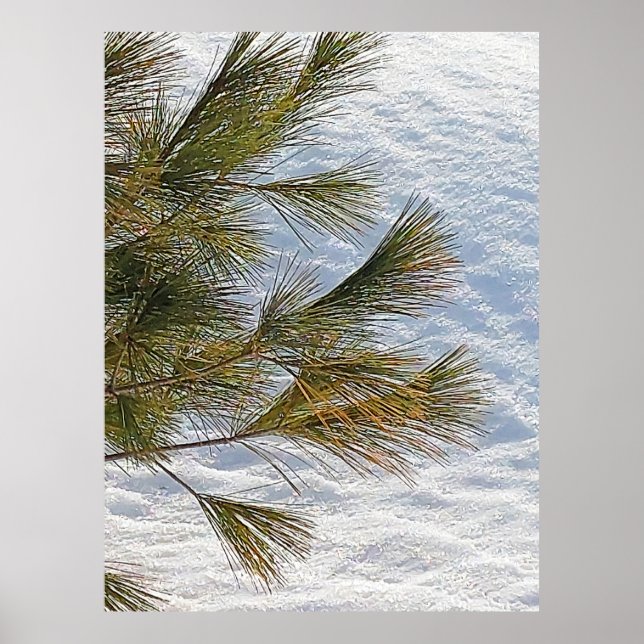 Poster Galhos De Pinho E Neve Em Ottawa. Comprar Agora (Frente)