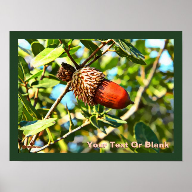 Poster Galilee Acorn (Frente)