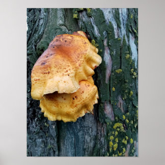 Poster Galinha da floresta