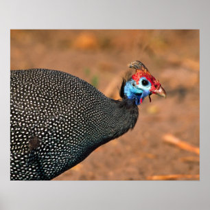 Pôster Galinha-d'angola (Numida meleagris). África,