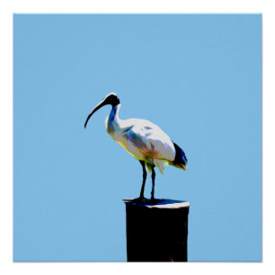 Pôster Galinha De caixa, (Ibis) Tinta De Óleo Poster Lumi
