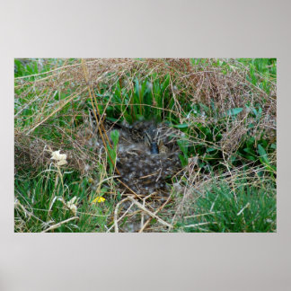 Pôster Galinha de Mallard incubando seus ovos
