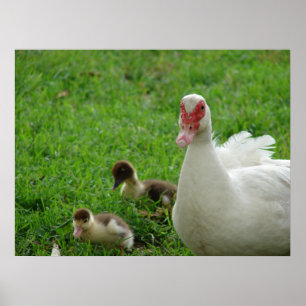 Poster Galinha e patinhos de Muscovy