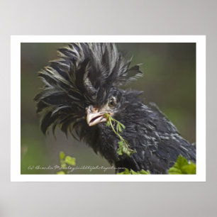 Pôster Galinha polonesa