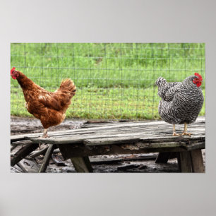 Poster Galinha Rhode Island Red e Plymouth Rock