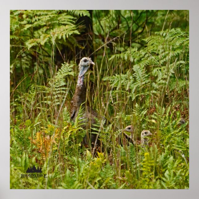 Poster Galinha turca com pintinhos (Frente)