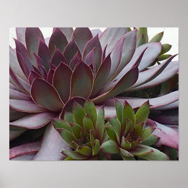 Poster Galinhas e Pintinhos (Frente)