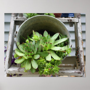 Pôster Galinhas e Succulents dos pintinhos em uma