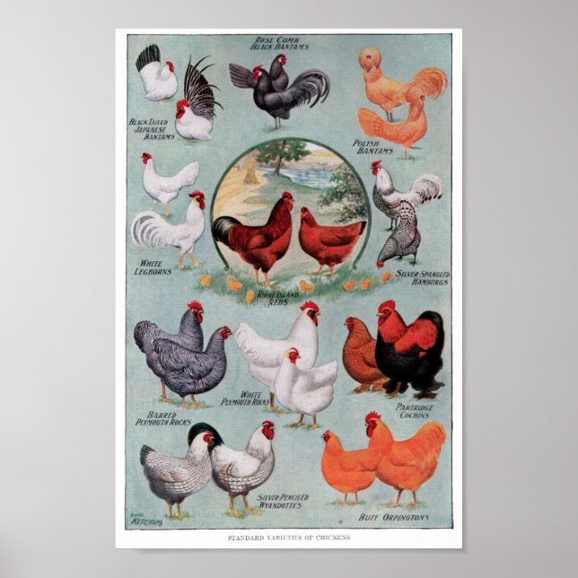 Poster Galinhas Vintage Book (Frente)