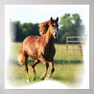 Poster Galloping Chestnut Canvas Print