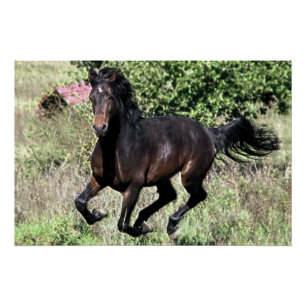 Pôster Galloping Chestnut Horse