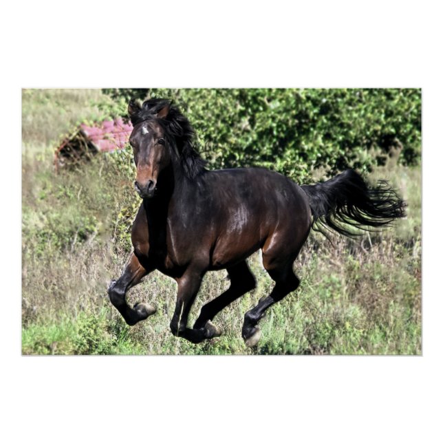 Pôster Galloping Chestnut Horse (Frente)