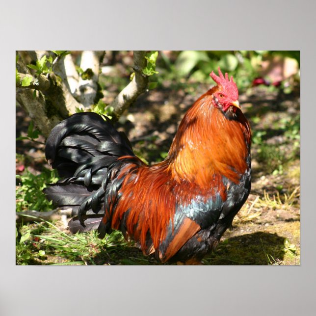 Pôster galo (Frente)