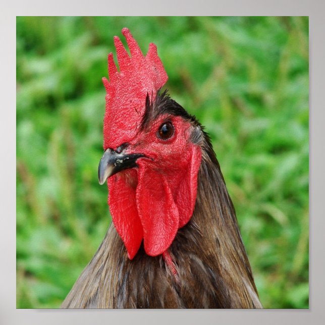 Poster Galo Azul (Frente)