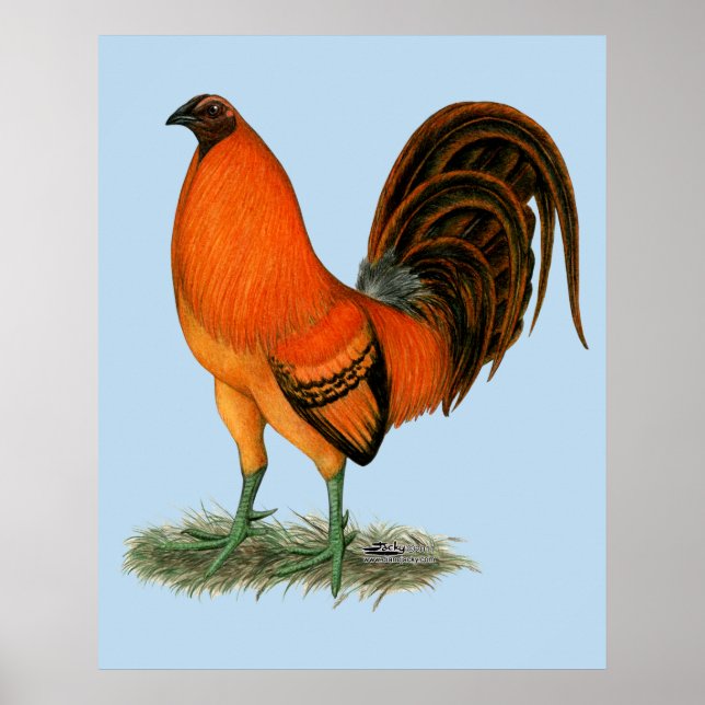 Pôster Galo Combatente Ginger Vermelho (Frente)