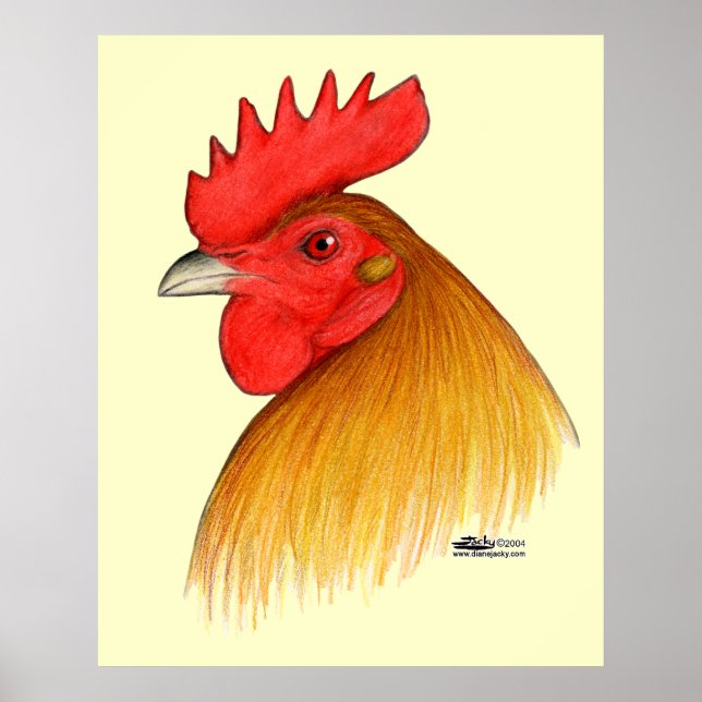 Pôster Galo de Briga Crista Simples (Frente)