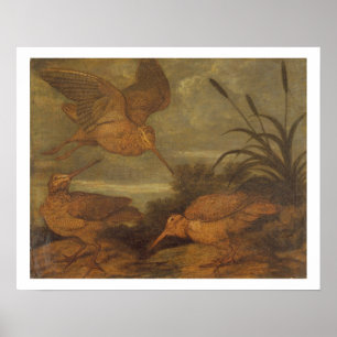 Pôster Galo de madeira em Dusk, c.1676 (óleo na canvas)