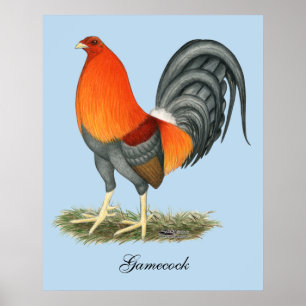 Poster Galo do vermelho azul do Gamecock