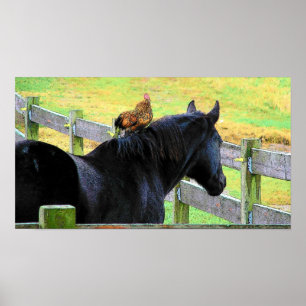 Pôster Galo e égua