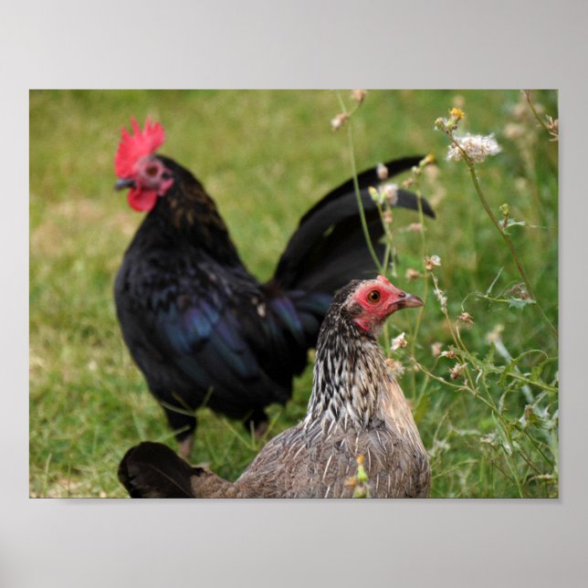 Poster Galo e Hen (Frente)